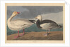Snow goose, 1837 by John James (after) Audubon
