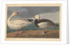 Snow goose, 1837 by John James (after) Audubon