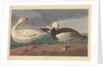 Snow goose, 1837 by John James (after) Audubon