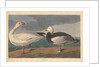 Snow goose, 1837 by John James (after) Audubon