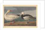 Snow goose, 1837 by John James (after) Audubon