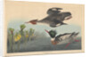 Red-breasted Merganser by John James Audubon