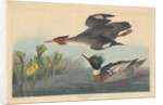 Red-breasted Merganser by John James Audubon