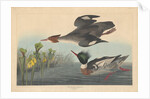 Red-breasted Merganser by John James Audubon