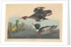 Red-breasted Merganser by John James Audubon
