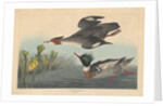 Red-breasted Merganser by John James Audubon