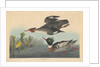 Red-breasted Merganser by John James Audubon