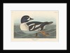 Golden-eye Duck, 1836 by John James Audubon