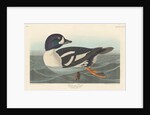 Golden-eye Duck, 1836 by John James Audubon