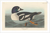 Golden-eye Duck, 1836 by John James Audubon