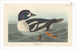Golden-eye Duck, 1836 by John James Audubon
