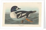 Golden-eye Duck, 1836 by John James Audubon