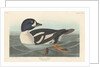Golden-eye Duck, 1836 by John James Audubon