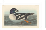 Golden-eye Duck, 1836 by John James Audubon