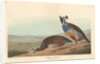 Californian Partridge, 1838 by John James Audubon