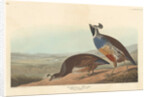 Californian Partridge, 1838 by John James Audubon