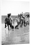 Camels fording a stream in the Valley of Elah, 1900-20 by Anonymous