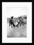 Camels fording a stream in the Valley of Elah, 1900-20 by Anonymous