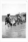 Camels fording a stream in the Valley of Elah, 1900-20 by Anonymous