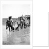 Camels fording a stream in the Valley of Elah, 1900-20 by Anonymous