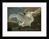 The Threatened Swan, c.1650 by Jan Asselyn