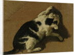 Cat playing by Adriaen van de Velde