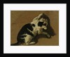 Cat playing by Adriaen van de Velde