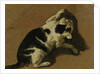 Cat playing by Adriaen van de Velde