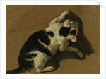 Cat playing by Adriaen van de Velde