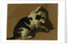 Cat playing by Adriaen van de Velde