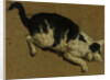 Cat from above by Adriaen van de (attr.to) Velde
