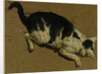 Cat from above by Adriaen van de (attr.to) Velde