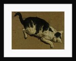 Cat from above by Adriaen van de (attr.to) Velde
