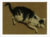 Cat from above by Adriaen van de (attr.to) Velde