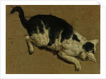 Cat from above by Adriaen van de (attr.to) Velde