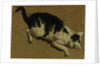 Cat from above by Adriaen van de (attr.to) Velde