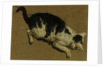 Cat from above by Adriaen van de (attr.to) Velde