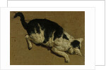 Cat from above by Adriaen van de (attr.to) Velde