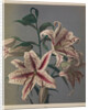 Lily, 1896 by Kazumasa (1860-1930) Ogawa