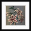 Lily, 1896 by Kazumasa (1860-1930) Ogawa