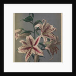 Lily, 1896 by Kazumasa (1860-1930) Ogawa