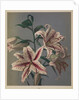 Lily, 1896 by Kazumasa (1860-1930) Ogawa