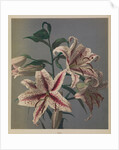 Lily, 1896 by Kazumasa (1860-1930) Ogawa