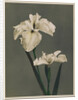 Iris Kaempferi, 1896 by Kazumasa (1860-1930) Ogawa