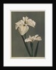 Iris Kaempferi, 1896 by Kazumasa (1860-1930) Ogawa