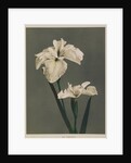 Iris Kaempferi, 1896 by Kazumasa (1860-1930) Ogawa