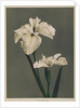 Iris Kaempferi, 1896 by Kazumasa (1860-1930) Ogawa