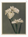 Iris Kaempferi, 1896 by Kazumasa (1860-1930) Ogawa