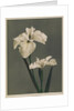 Iris Kaempferi, 1896 by Kazumasa (1860-1930) Ogawa
