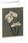 Iris Kaempferi, 1896 by Kazumasa (1860-1930) Ogawa